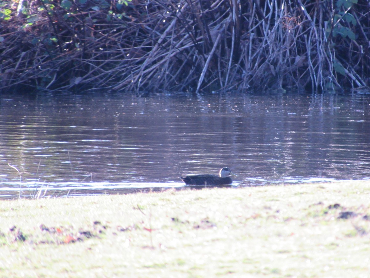 Hybride Canard colvert x C. noir - ML613360519