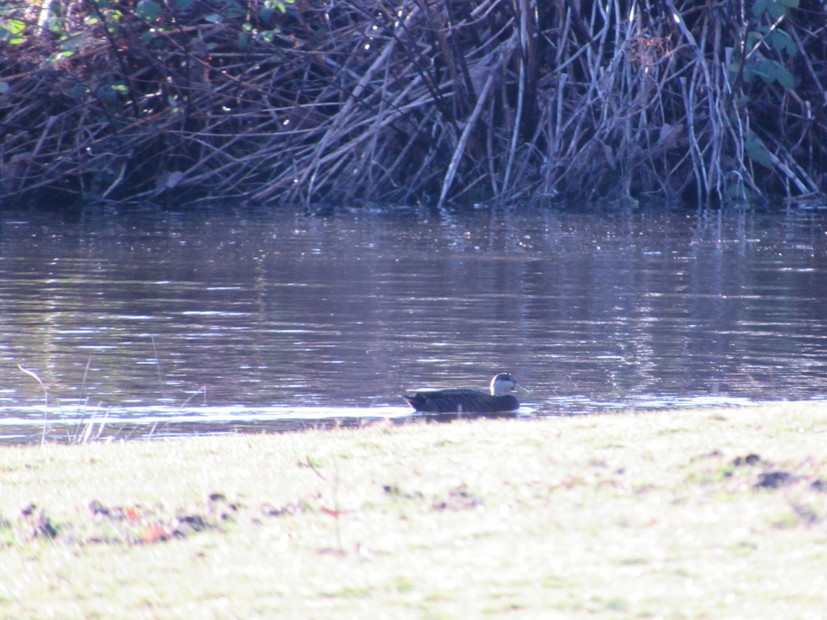 Mallard x American Black Duck (hybrid) - Bob Hay