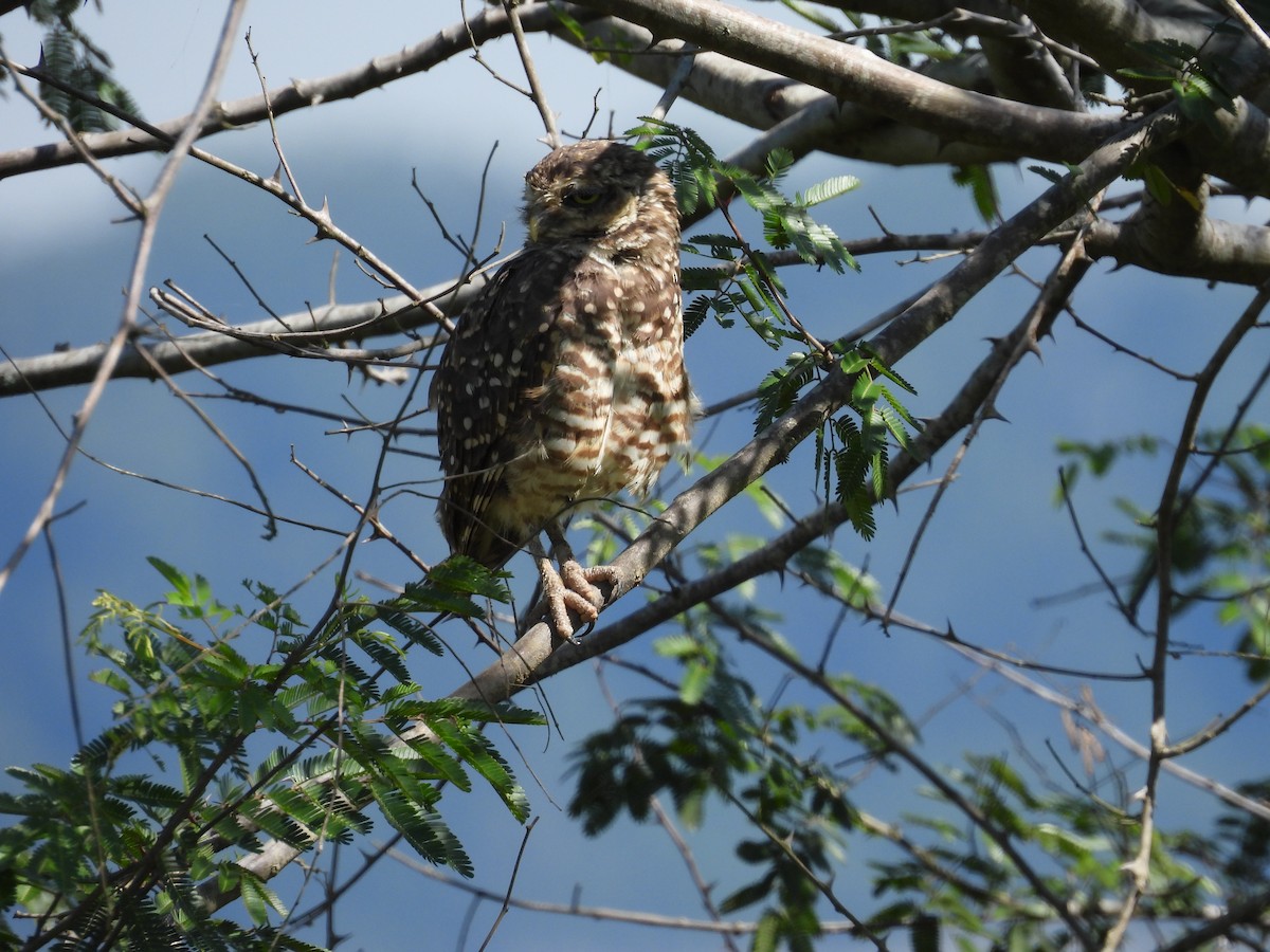 Burrowing Owl - Mirian Brasil
