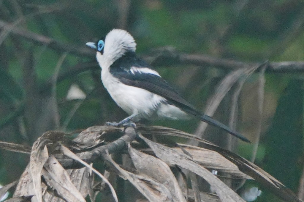 Frill-necked Monarch - ML613360601