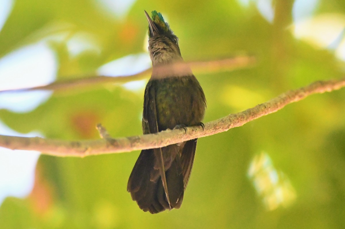 Antillean Crested Hummingbird - Tom Duncan