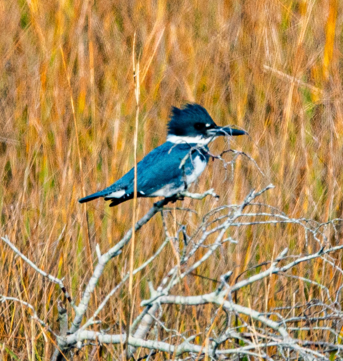Belted Kingfisher - ML613360841