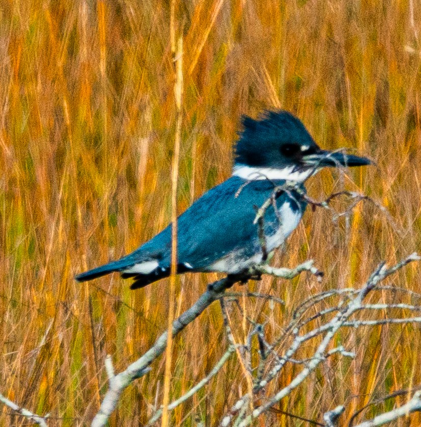 Belted Kingfisher - ML613360842