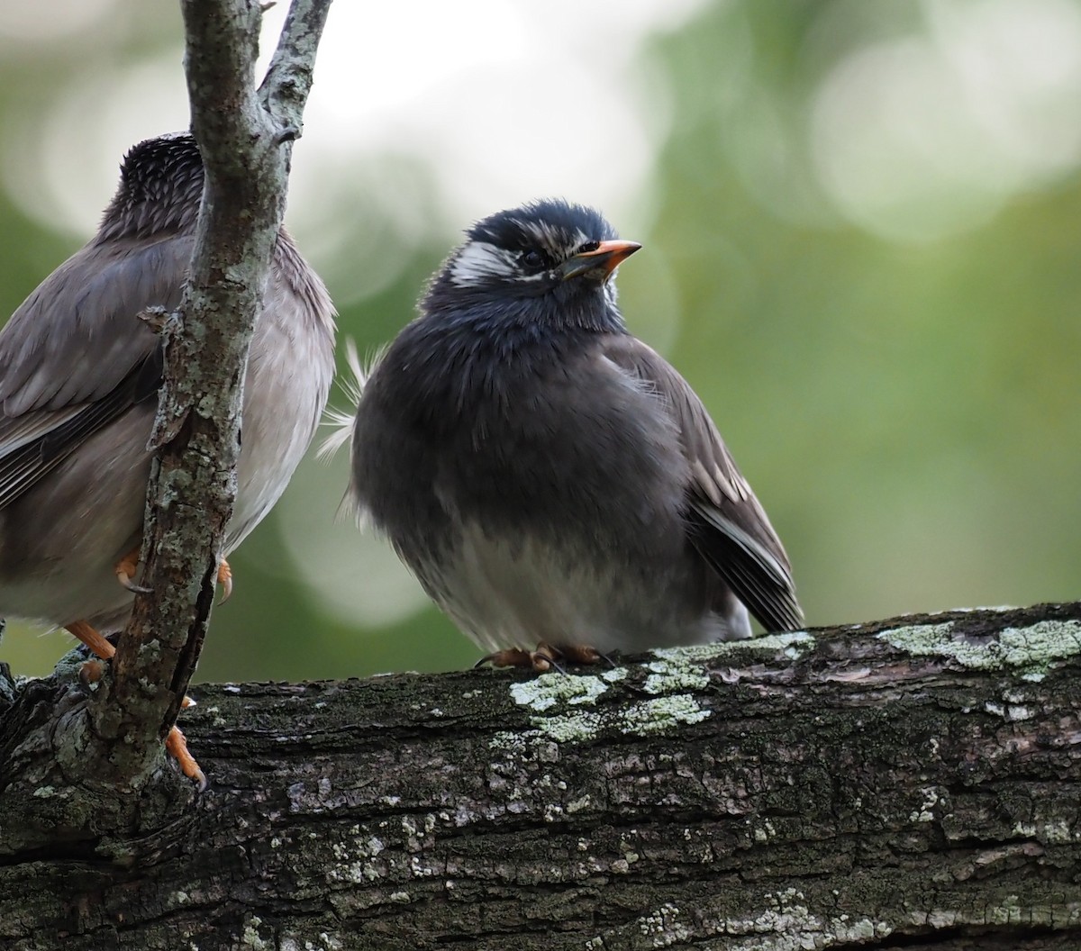 White-cheeked Starling - ML613360860