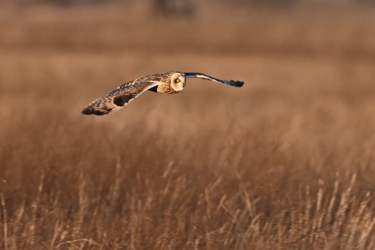 Short-eared Owl - ML613360908