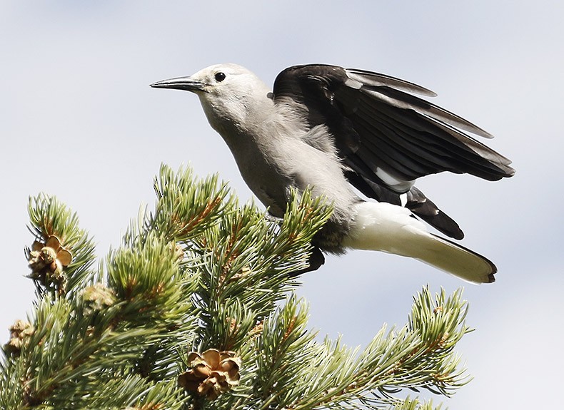 Clark's Nutcracker - ML61336091