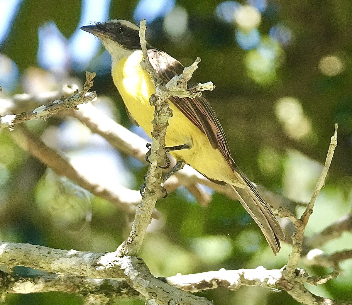 Social Flycatcher - Sheila Mathai