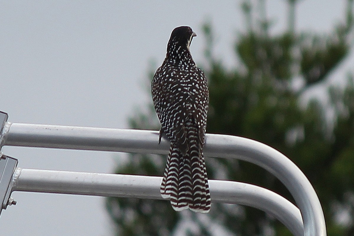 Pacific Koel - Barbara & Brian O'Connor