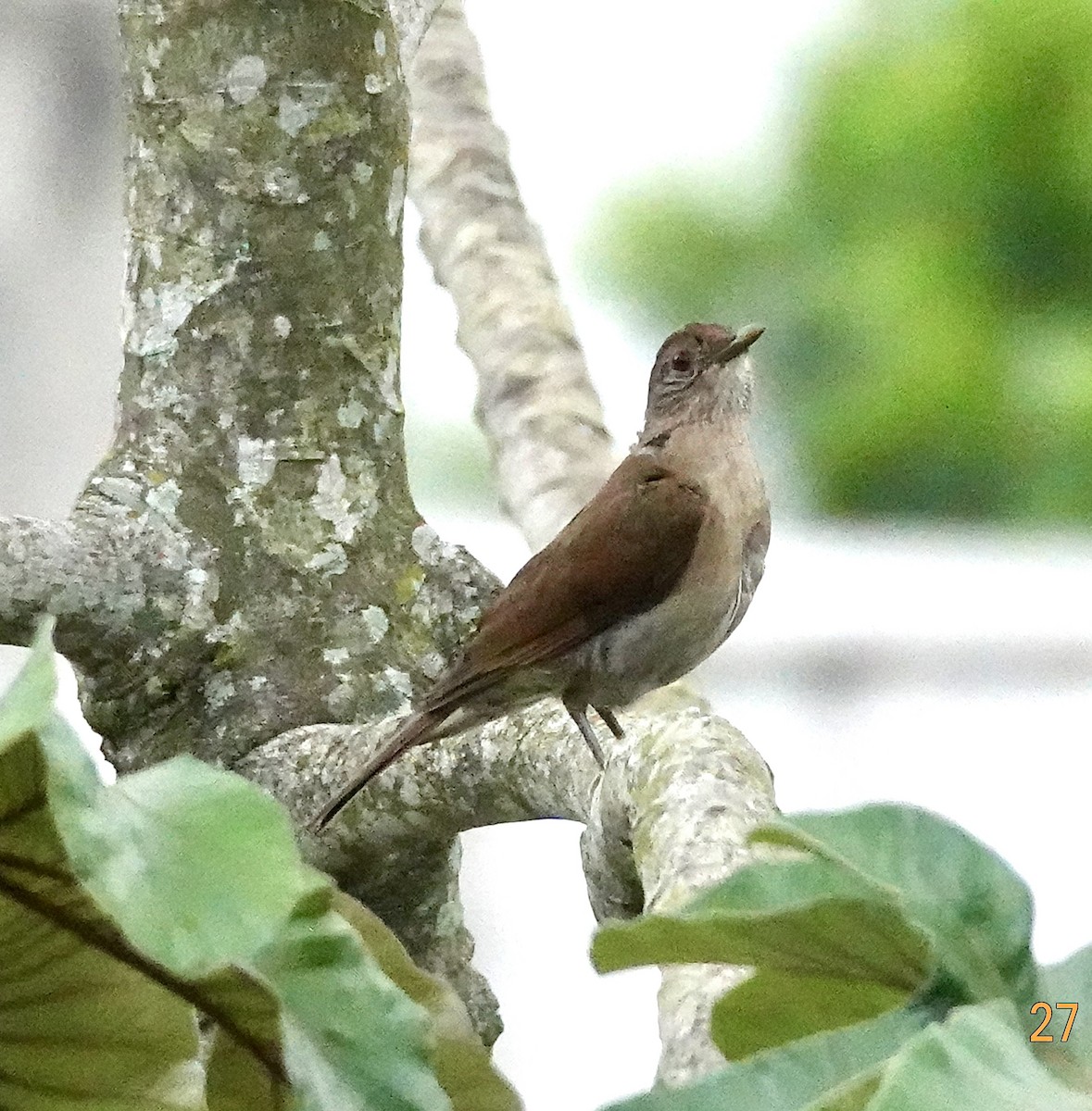 Pale-breasted Thrush - ML613361008