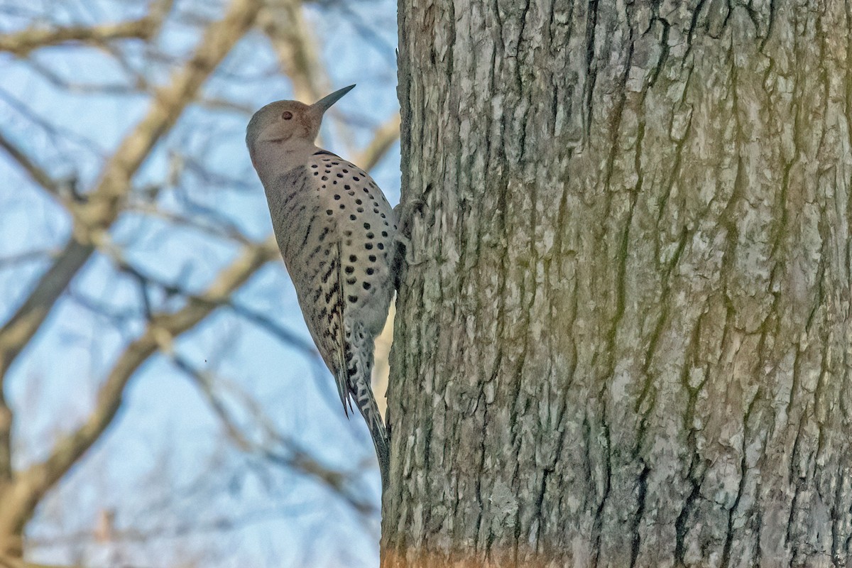 Northern Flicker - Reuben Rohn