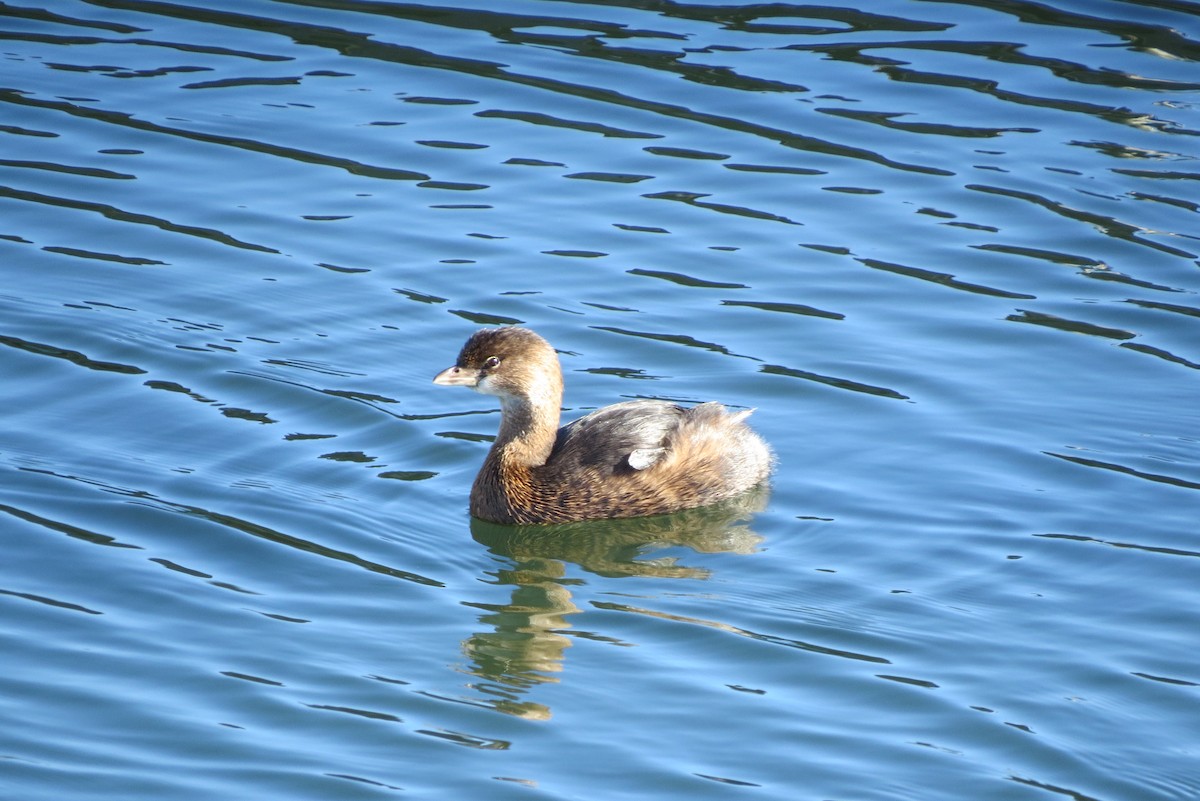 Pied-billed Grebe - ML613361122