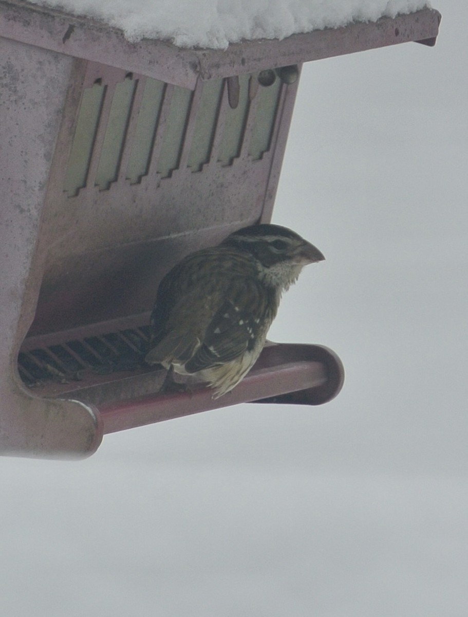 Rose-breasted Grosbeak - ML613361154