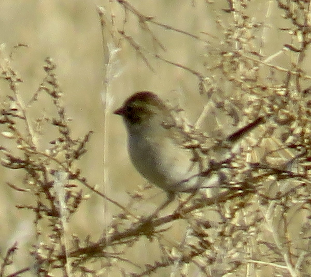 Brewer's Sparrow - ML613361164