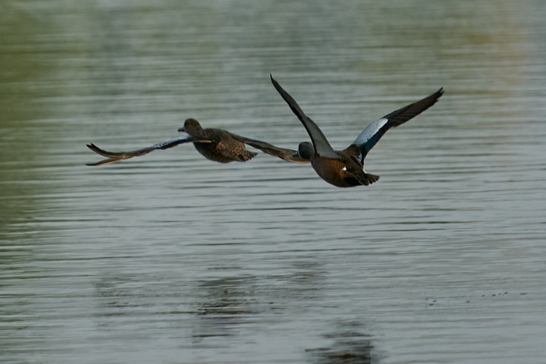 Blue-winged Teal - ML613361199