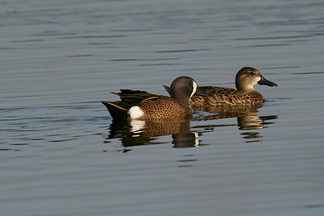 Blue-winged Teal - ML613361201