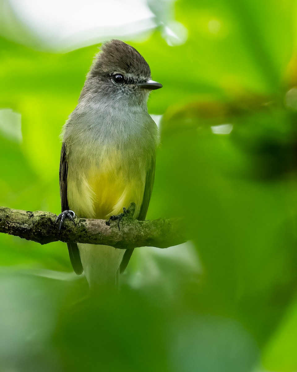 Northern Scrub-Flycatcher - Ajay Rampersad