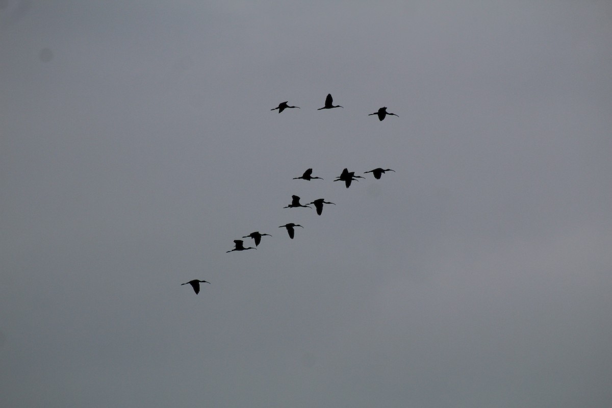 Glossy Ibis - ML613361218