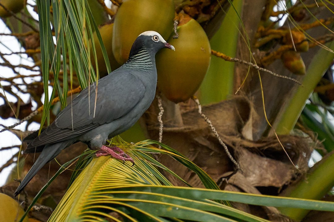 Pigeon à couronne blanche - ML613361222