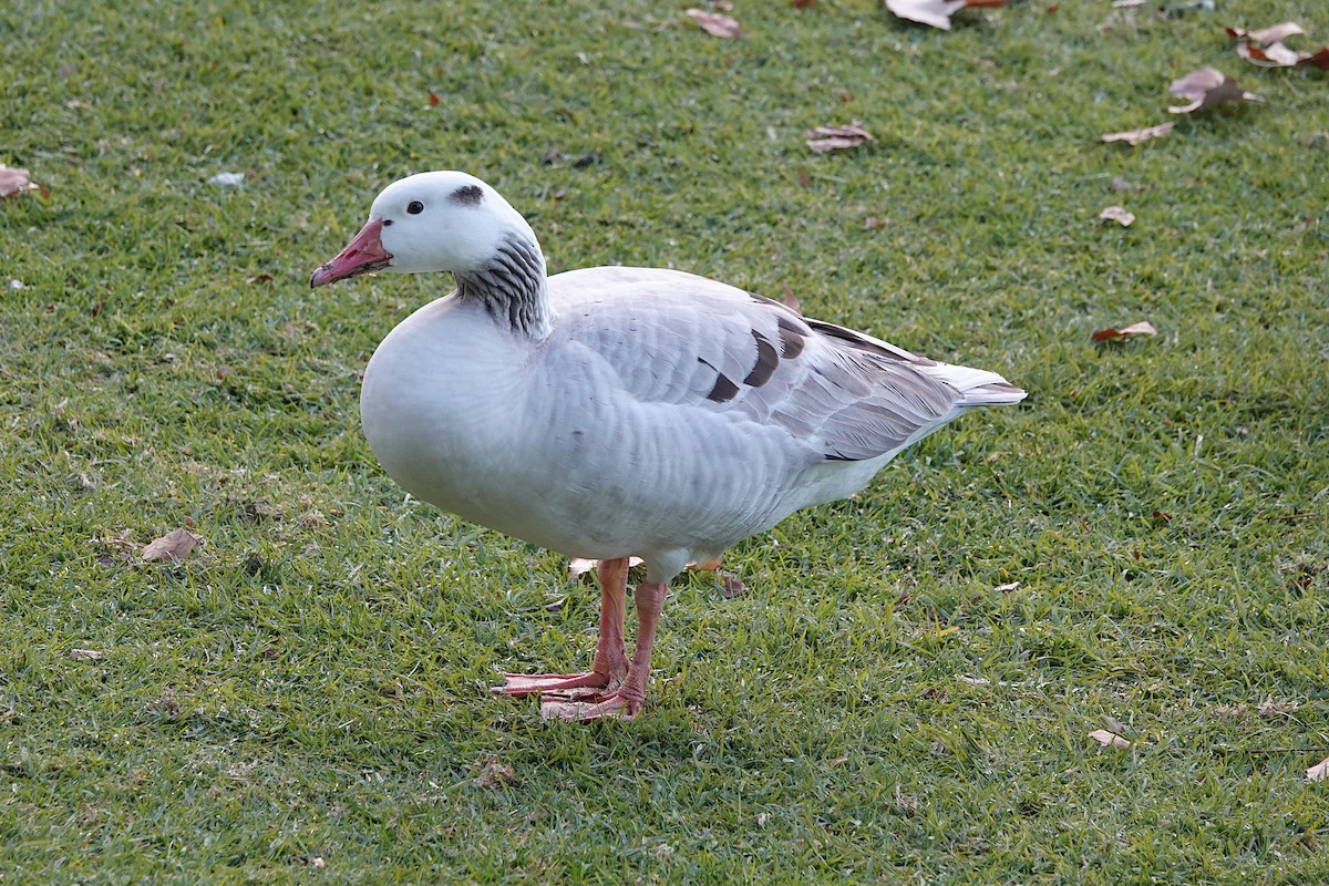 tanımsız kaz (Anser/Branta sp.) - ML613361248