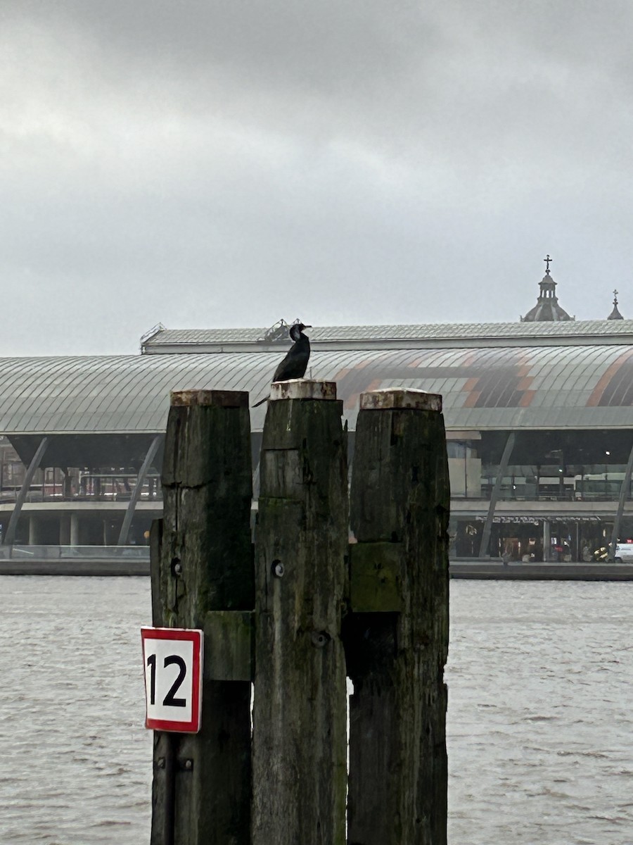 Grand Cormoran - ML613361249