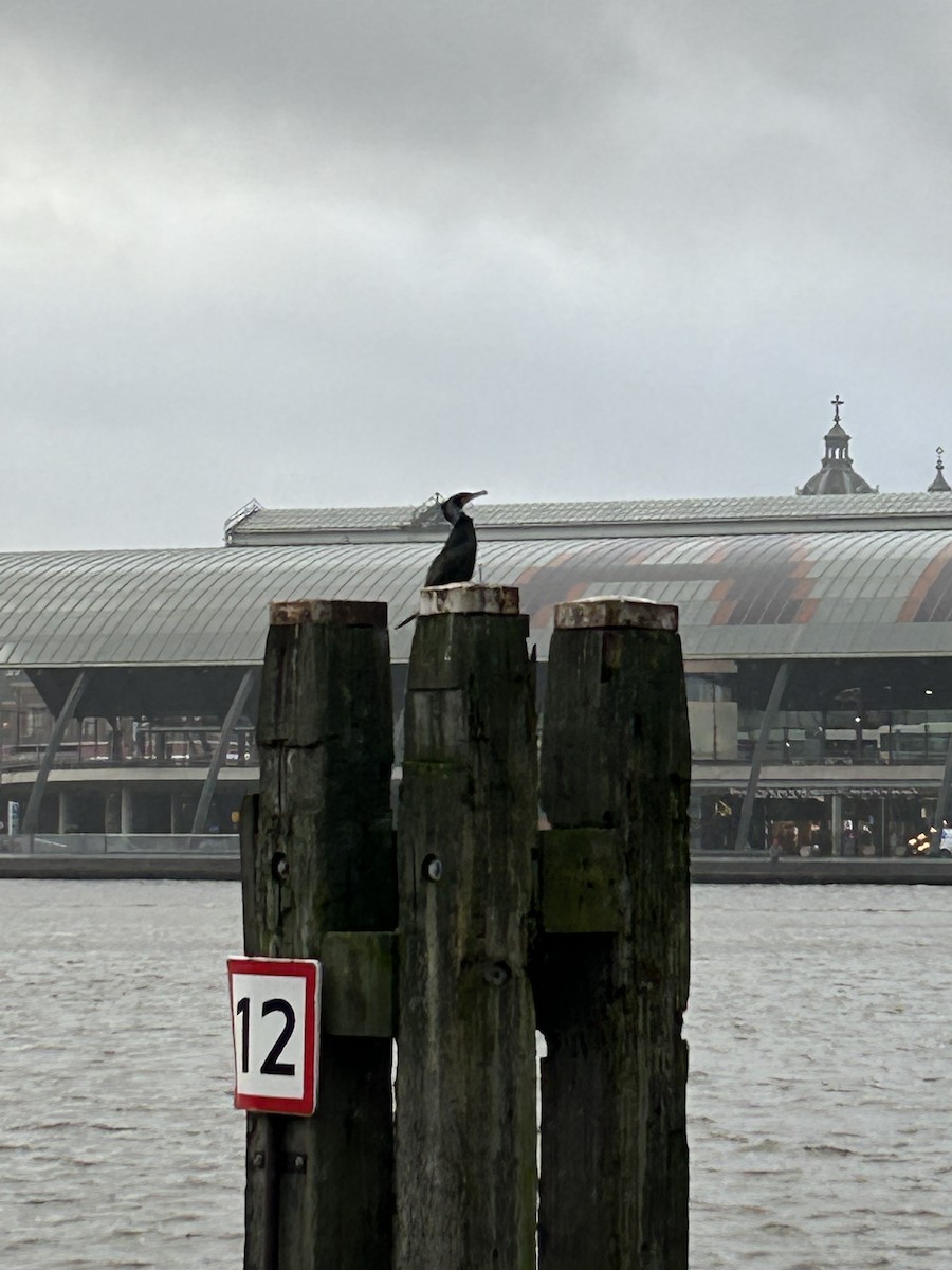 Grand Cormoran - ML613361250