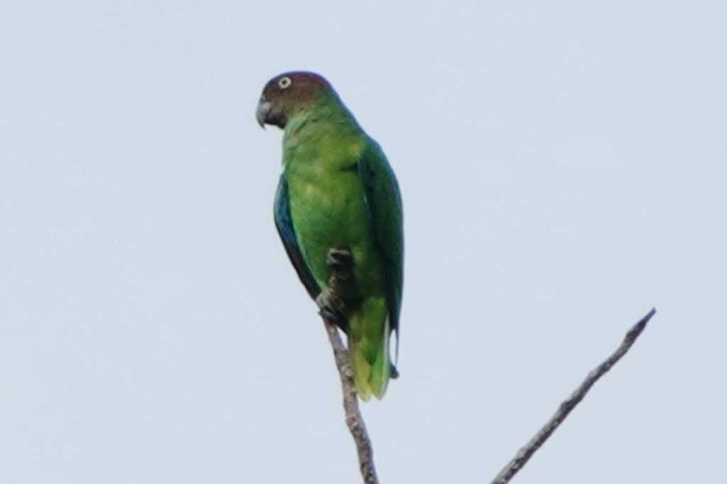 Red-cheeked Parrot - ML613361325