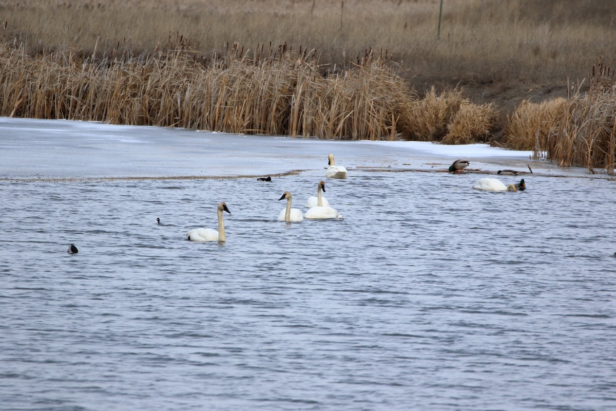 Trumpeter Swan - Sneed Collard