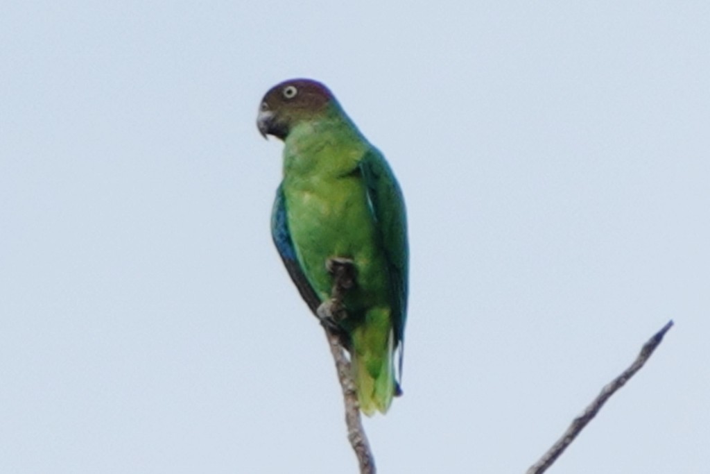 Red-cheeked Parrot - ML613361335
