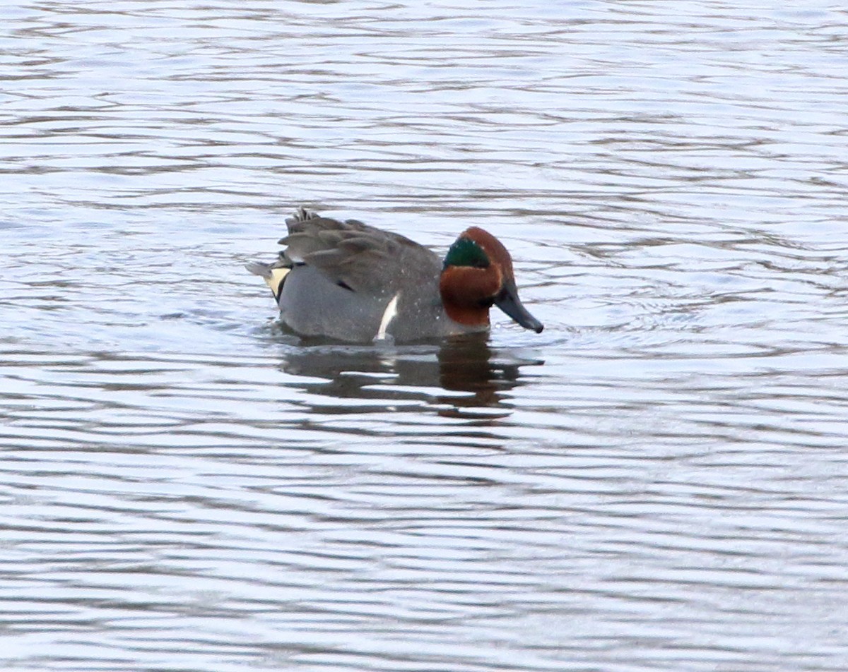 Green-winged Teal - ML613361342