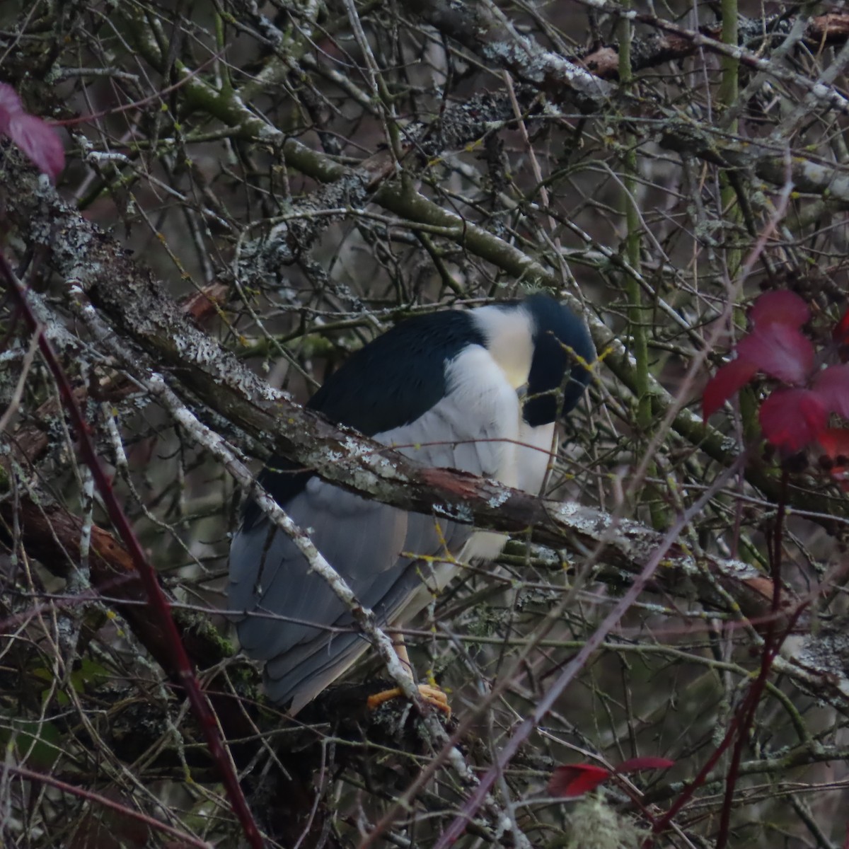 Black-crowned Night Heron - Caroline K