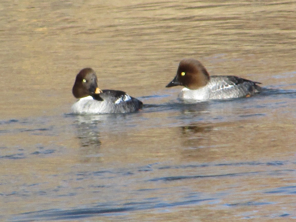 Common Goldeneye - Mark Rhodes