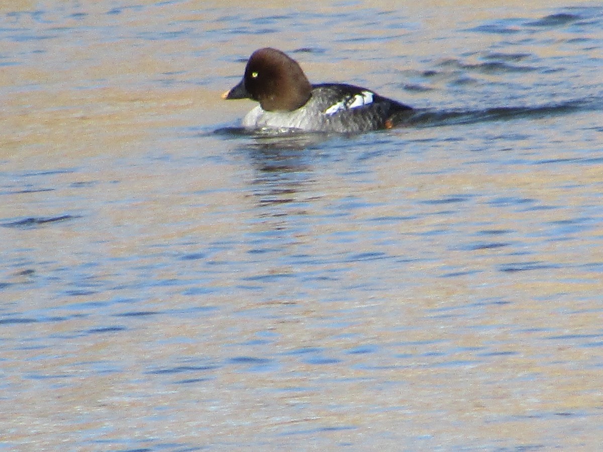 Common Goldeneye - ML613361361