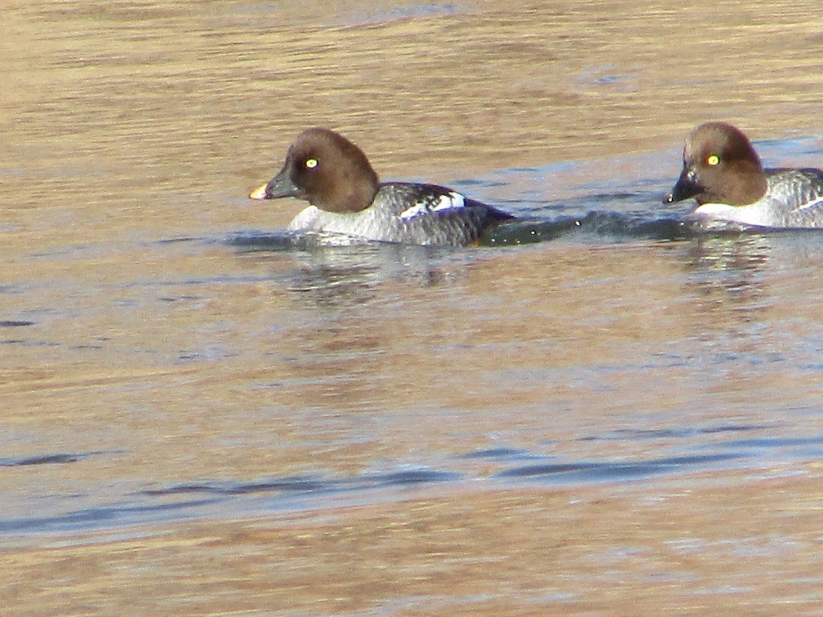 Common Goldeneye - ML613361363