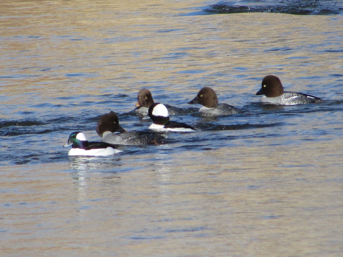 Common Goldeneye - ML613361364