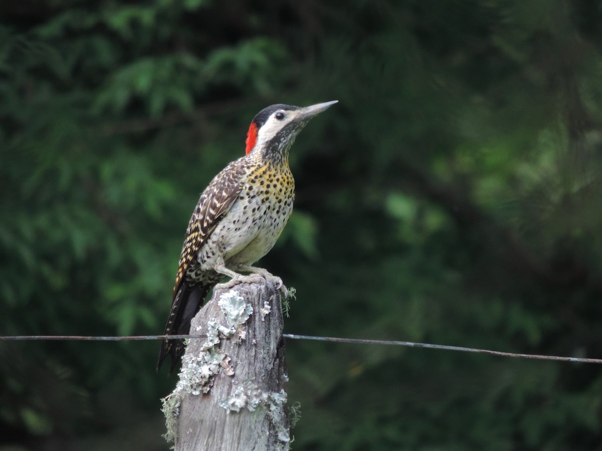 Green-barred Woodpecker - ML613361400