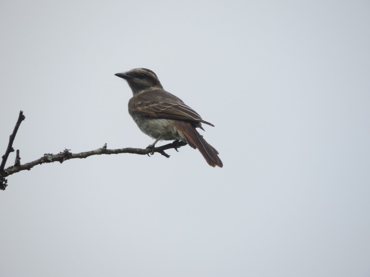 Variegated Flycatcher - ML613361428