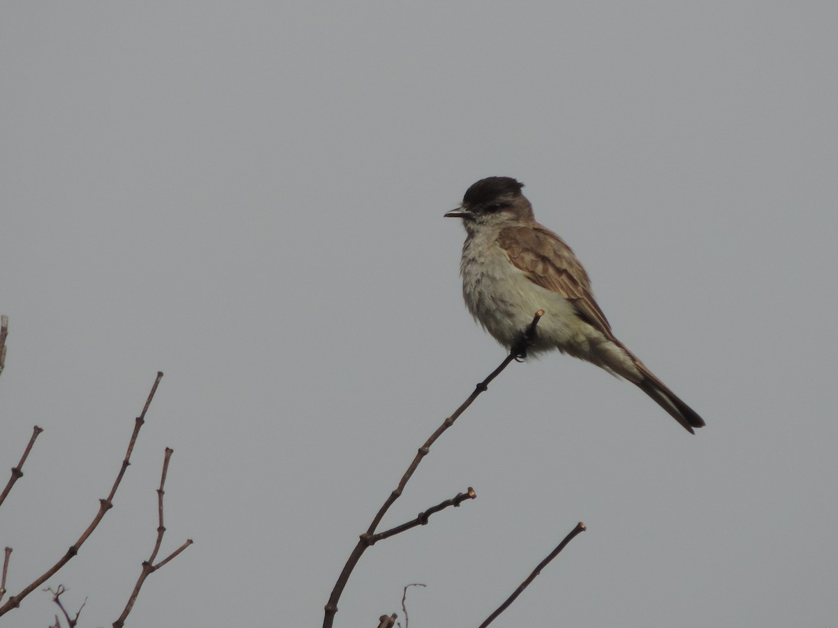 Crowned Slaty Flycatcher - ML613361451