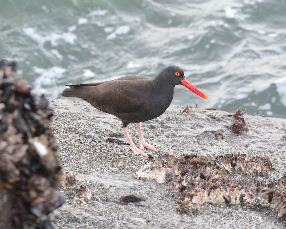 Black Oystercatcher - ML613361452