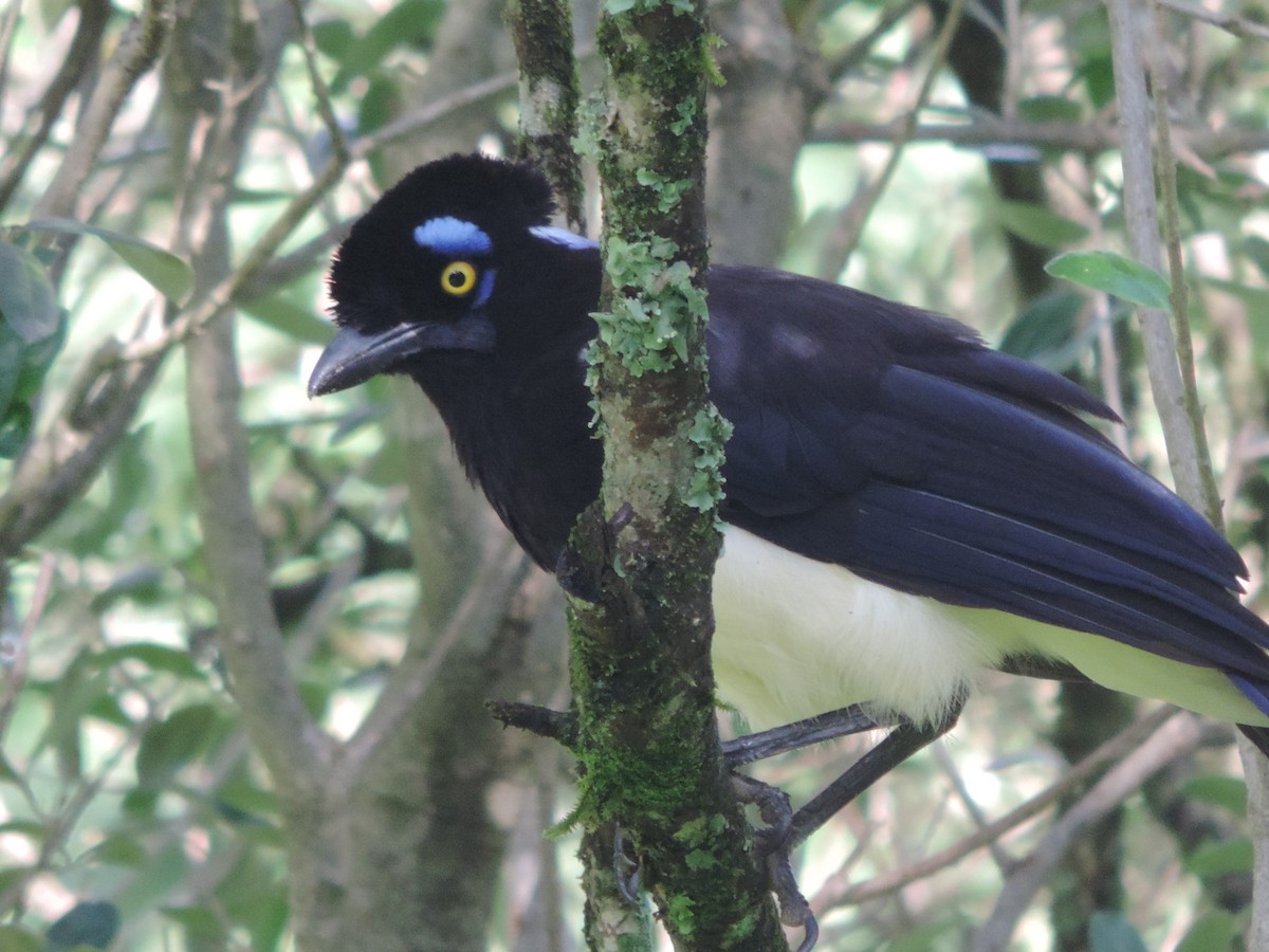 Plush-crested Jay - ML613361462