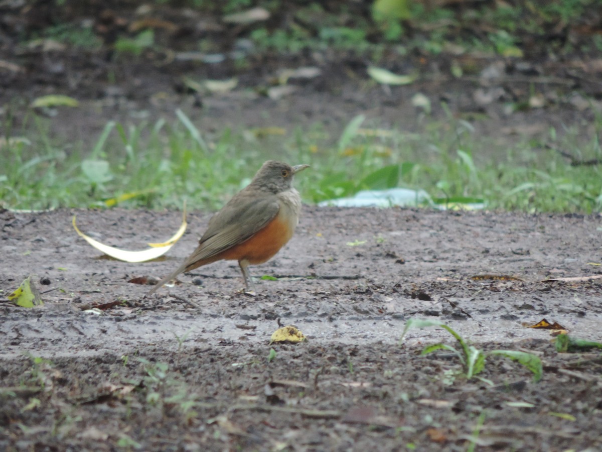 Rufous-bellied Thrush - ML613361472