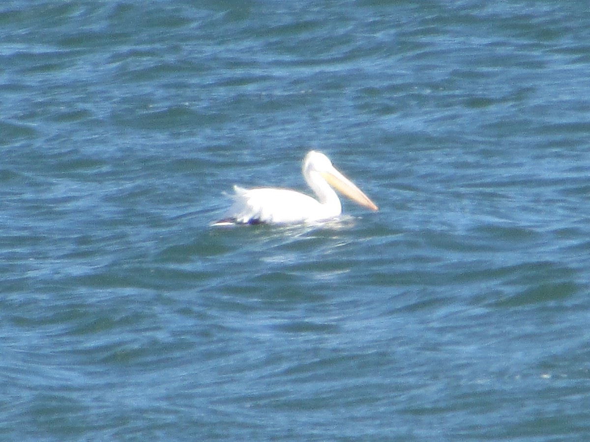 American White Pelican - ML613361539
