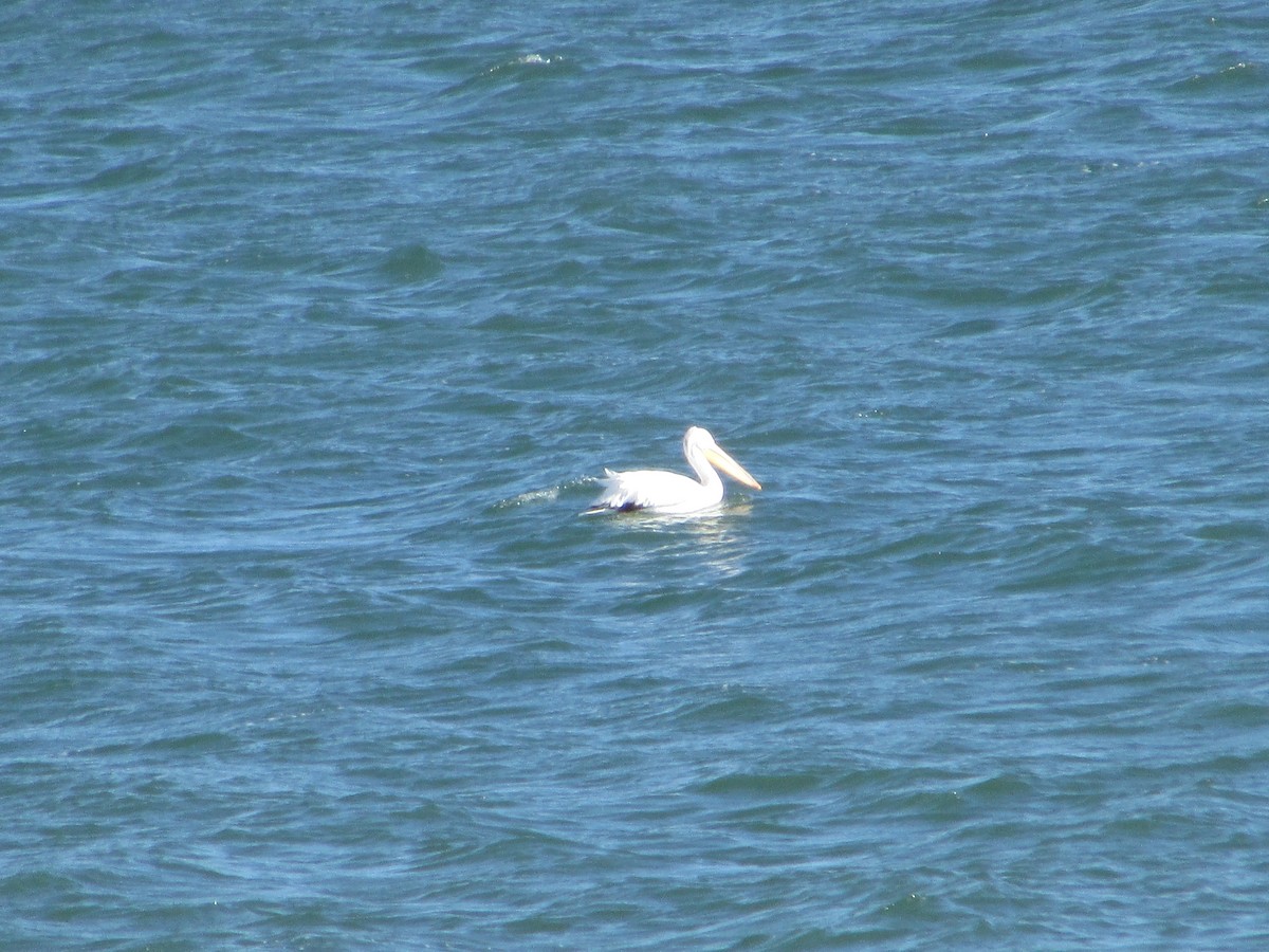 American White Pelican - ML613361540