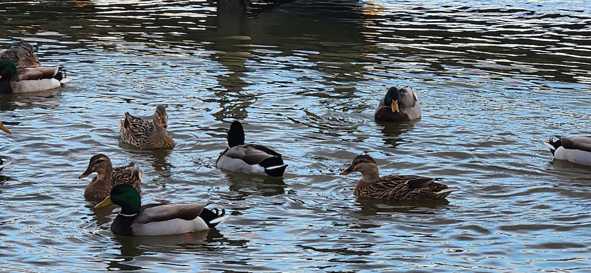 Mallard - Joanne Moffett