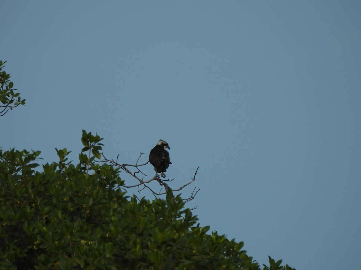 Osprey - Bridget Davis