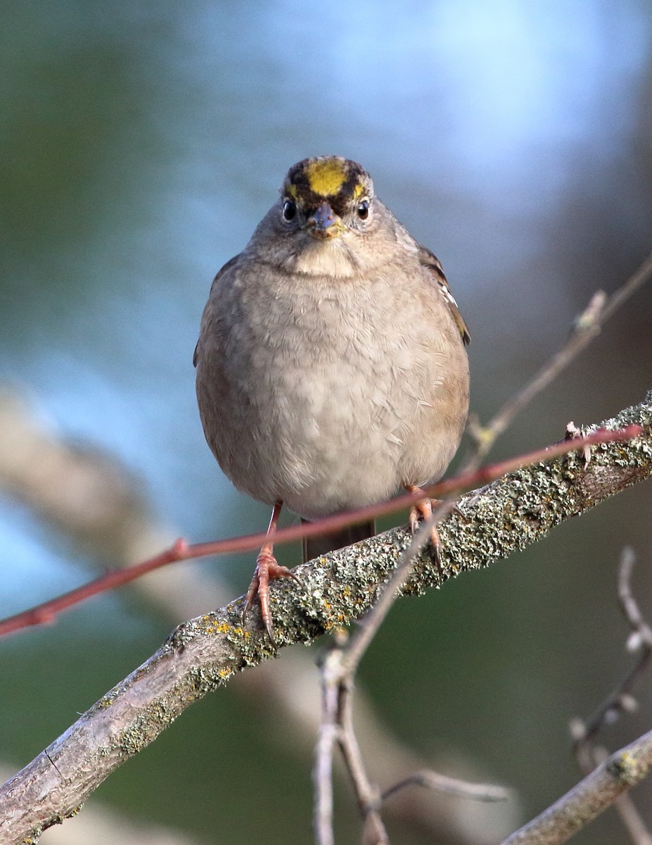Golden-crowned Sparrow - Sneed Collard