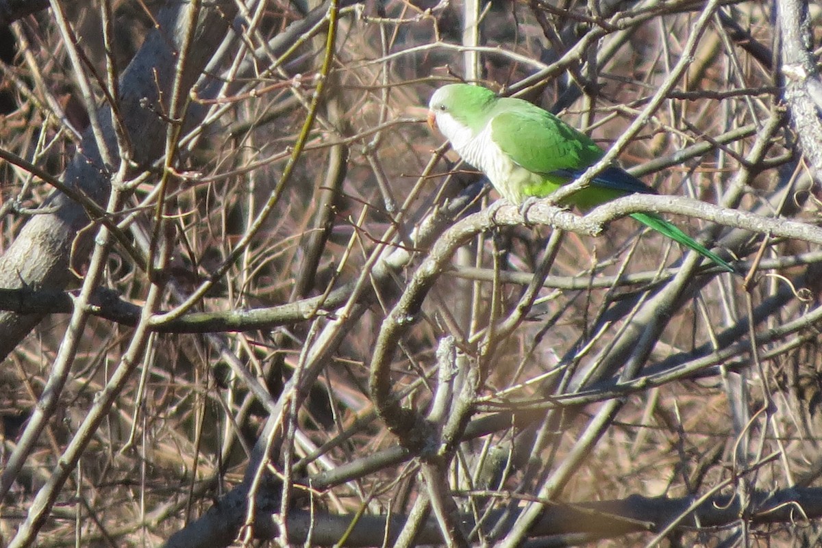 Monk Parakeet - ML613361640