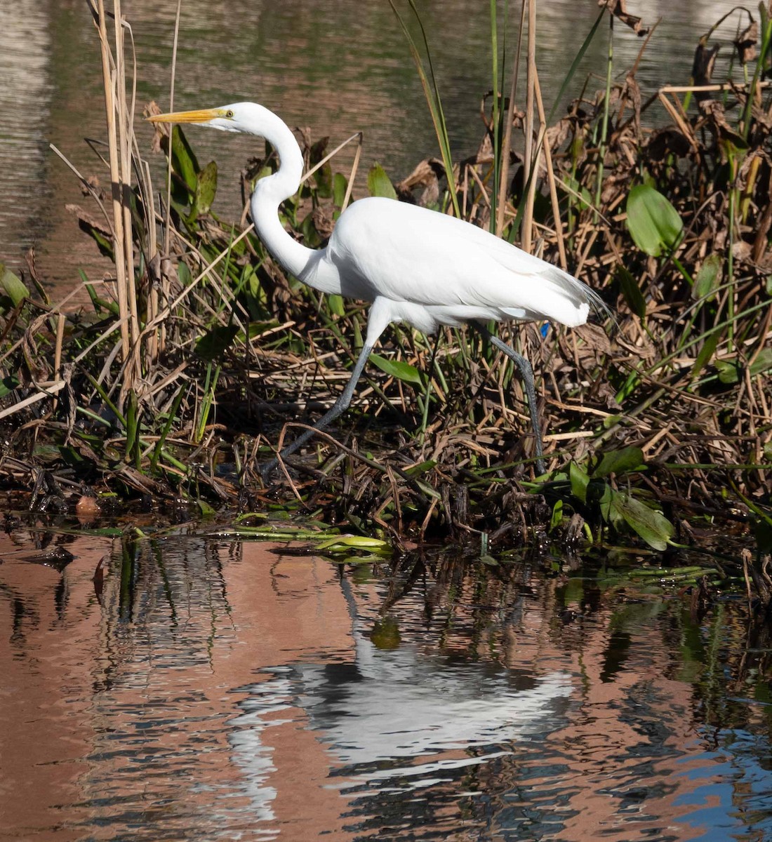 Great Egret - ML613361676