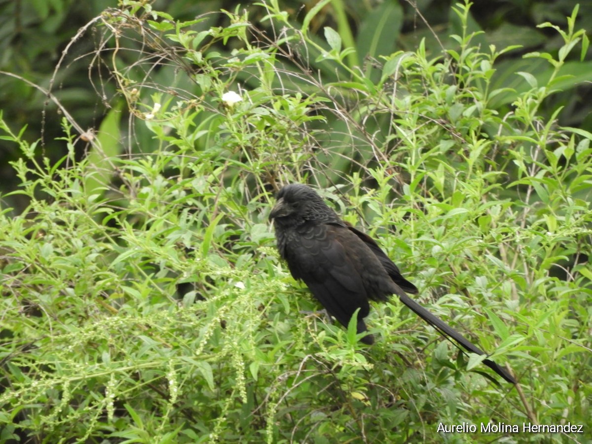 Groove-billed Ani - ML613361774