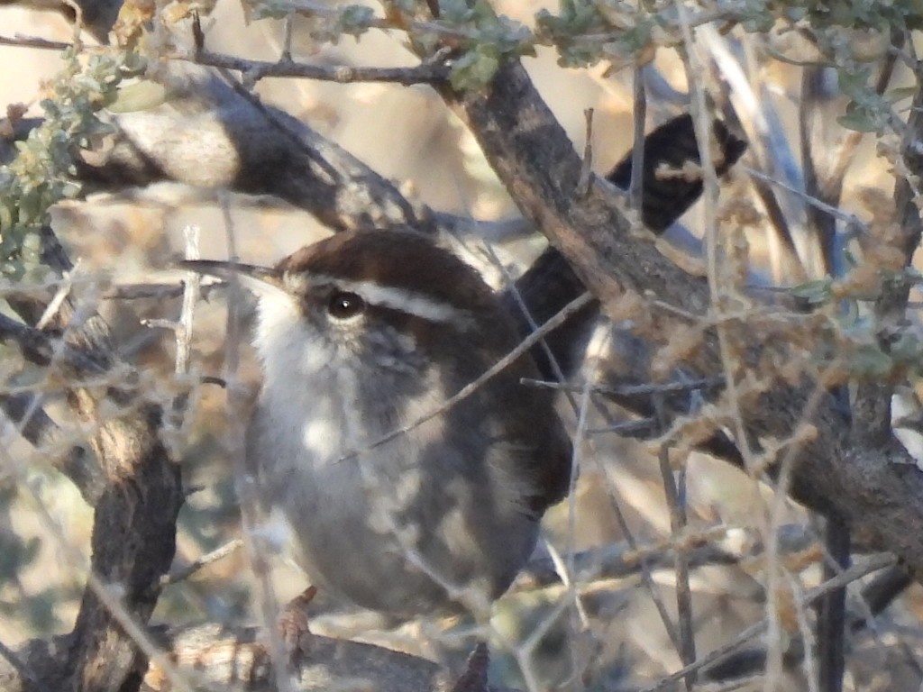 Bewick's Wren - ML613361778