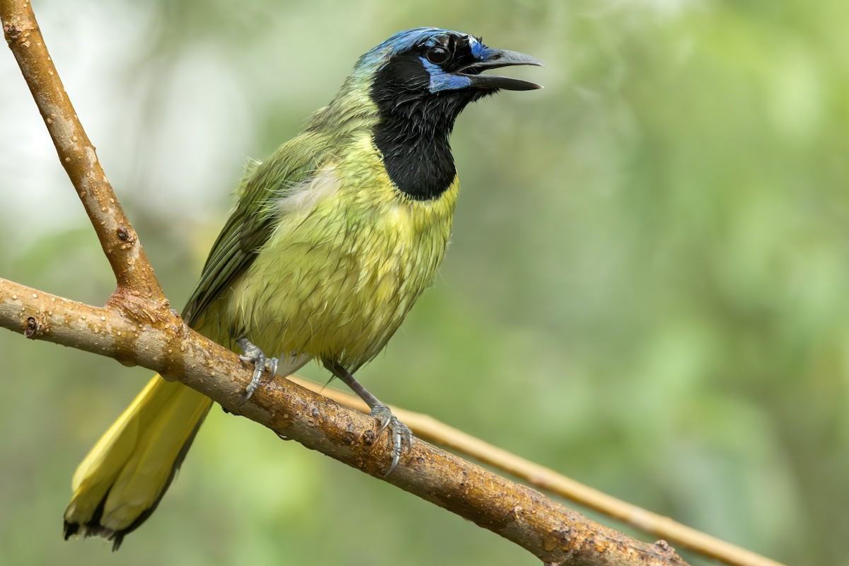 Green Jay (Green) - ML613361848